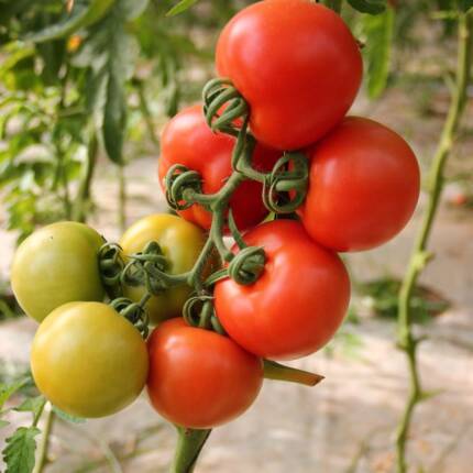 Tomato Green House Seeds