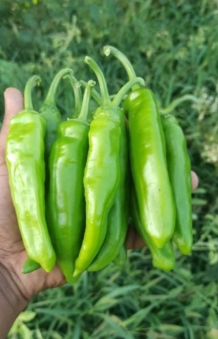 Hot pepper HSHP-430 F1