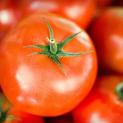 Tomato Open Field Seeds